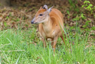 A male Red Forest Duiker (Cephalophus natalensis) stands in a green meadow, eating grass and herbs