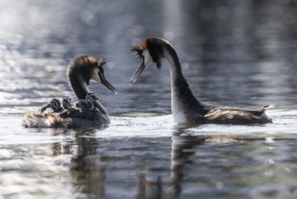 Great Crested Grebe (Podiceps Scalloped ribbonfish) with juveniles, Emsland, Lower Saxony, Germany,