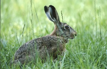 European brown hare (Lepus europaeus) sitting securely in the grass of a meadow, North