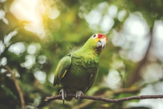 A colorful yellow naped parrot on a branch. Beautiful yellow-necked green parrot in its habitat