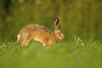 European brown hare (Lepus europaeus) adult animal stretching in a farmland maize field in summer,