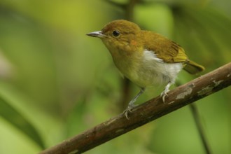 Scarlet and White Tanager (Chrysothlypis salmoni) perched on a branch in the Andes mountains of
