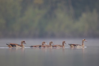 Egyptian Goose (Alopochen aegyptiaca) pair with young on water, North Rhine-Westphalia, Germany,