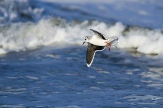 Little Gull (Hydrocoloeus minutus), Schleswig-Holstein, Germany, Europe