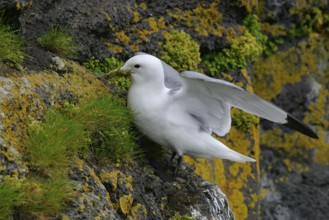 Black-legged Kittiwake (Rissa tridactyla), Alaska, USA, North America