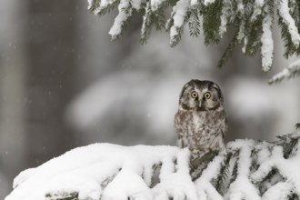 Long-eared owl (Asio otus) in a winter forest, Czech Republic, Europe
