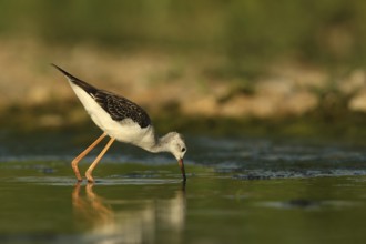 Black-winged Stilt (Himantopus himantopus) juvenile foraging, Piedmont, Italy, Europe