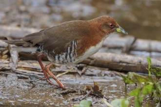 Red-and-white Crake (Laterallus leucopyrrhus) feeding in a marsh in the Atlantic rainforest of