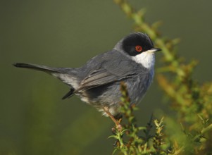 Sardinian Warbler (Sylvia melanocephala) male, Ferreira de Alentejo, Portugal, Europe