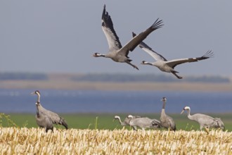 Common Crane (Grus grus) flying, Mecklenburg-Western Pomerania, Germany, Europe