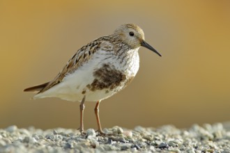 Dunlin, Calidris alpina, water bird in the nature habitat in Svalbard, Norway. Dunlin siting on the