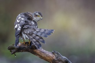Eurasian Sparrowhawk (Accipiter nisus) female perched on a branch, drying its feathers,