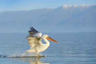 Dalmatian pelican, Pelecanus crispus, in Lake Kerkini, Greece. Palican on blue water surface.