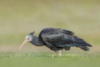Waldrapp, Geronticus eremita Northern Bald Ibis, Geronticus eremita