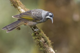 Belford's Melidectes (Melidectes belfordi) perched on a branch in Papua New Guinea