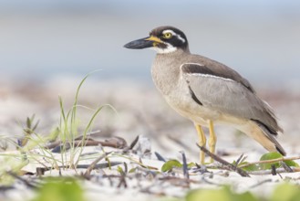 Beach Stone-curlew (Esacus magnirostris) perched on the beach in eastern Australia