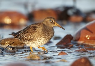 Purple Sandpiper (Calidris maritima), Schleswig-Holstein, Germany, Europe