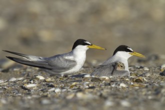 Little Tern (Sternula albifrons) pair with chick, Andalusia, Spain, Europe