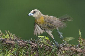 Passerini's Tanager (Ramphocelus passerinii), Costa Rica, Central America