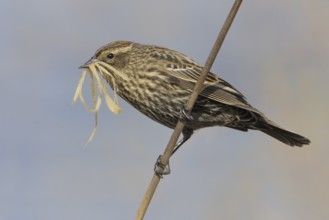 Red-winged Blackbird (Agelaius phoeniceus) female, New Mexico, USA, North America