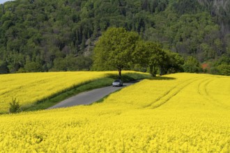 Car on a small country road through rape fields in full bloom, spring in the Elfringhauser Schweiz,