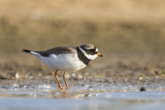 Common Ringed Plover (Charadrius hiaticula) foraging, North Rhine-Westphalia, Germany, Europe