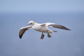 Northern gannet (Morus bassanus) flying over the sea, wildlife, Helgoland, Germany, Europe