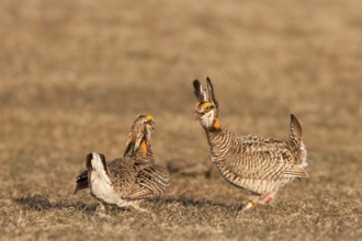 Greater Prairie Chicken (Tympanuchus cupido) male, Wisconsin, USA, North America