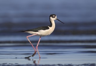 Black-necked Stilt (Himantopus mexicanus), California, USA, North America