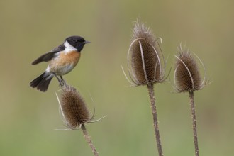 European Stonechat (Saxicola rubicola) male perched on Wild teasel (Dipsacus fullonum), Poland,