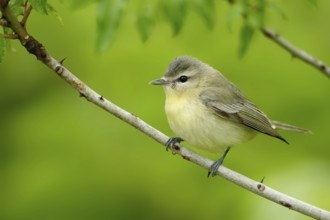 Philadelphia Vireo (Vireo philadelphicus), Texas, USA, North America