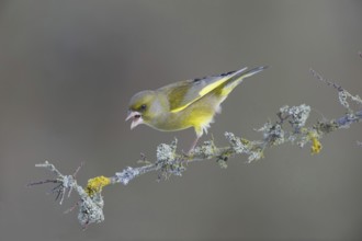 European Greenfinch (Chloris chloris) male, Saxony, Germany, Europe