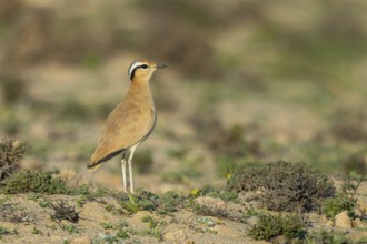Cream-colored Courser (Cursorius cursor) perched on the ground, Fuerteventura, Spain, Europe
