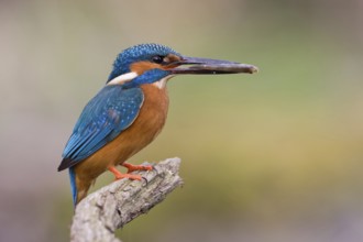 Common Kingfisher (Alcedo atthis) male, Saxony, Germany, Europe