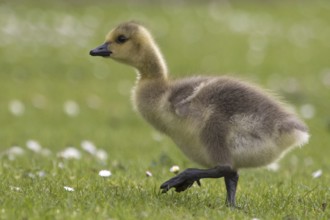 Canada Goose (Branta canadensis) chick, North Rhine-Westphalia, Germany, Europe