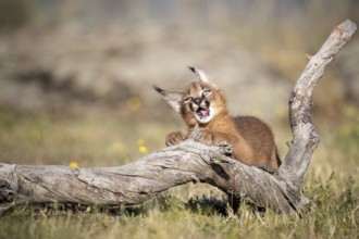Caracal (Caracal caracal) playful cub chewing on tree trunk, Castile-La Mancha, Spain, Europe