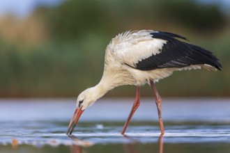 White Stork (Ciconia ciconia) foraging in shallow water, Saxony-Anhalt, Germany, Europe