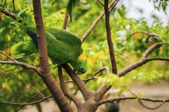 Closeup of a green parrot on the branches of a tree