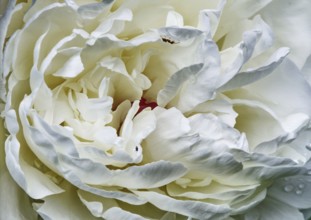 White peony flower (Paeonia officinalis) in macro photograph showing detailed textures and soft