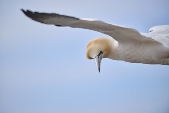 Northern gannet (Morus bassanus) flying over the sea, portrait, wildlife, Helgoland, Germany,