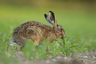 European brown hare (Lepus europaeus) adult animal feeding in a farmland maize field in summer,