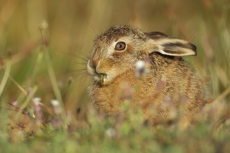 European brown hare (Lepus europaeus) juvenile leveret feeding in grassland in summer, England,