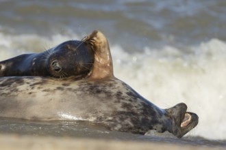 Grey seal (Halichoerus grypus) adult animal hugging another seal whilst sleeping on a beach,