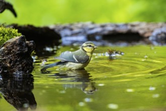 Blue Tit (Parus Caeruleus) Germany