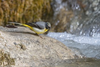Grey wagtail (Motacilla cinerea), male, on a stone on the bank of a stream, Stans, Tyrol, Austria,