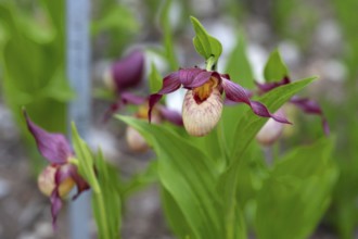 Flowering lady's slipper (Cypripedium), Botanical Garden Erlangen, Middle Franconia, Bavaria,