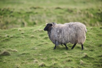 Domestic sheep (Ovis aries) 'Heidschnucke' on a meadow, Helgoland, Germany, Europe