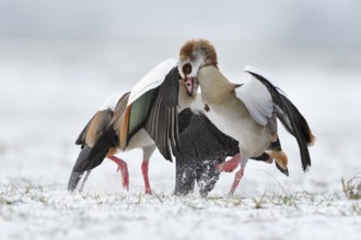 Egyptian Goose (Alopochen aegyptiaca) quarreling on snowy field, North Rhine-Westphalia, Germany,