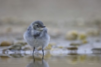 White Wagtail (Motacilla alba) juvenile, North Rhine-Westphalia, Germany, Europe