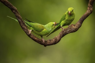 Plain Parakeet (Brotogeris tirica) perched on a branch, Sao Paulo, Brazil, South America